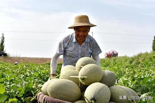 黑料吃瓜网apk普通安装 