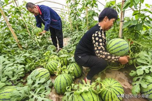 黑料吃瓜网apk普通安装 