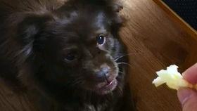 黑料吃瓜网apk普通安装 
